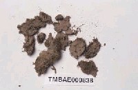 藏品(叢苔科)的圖片